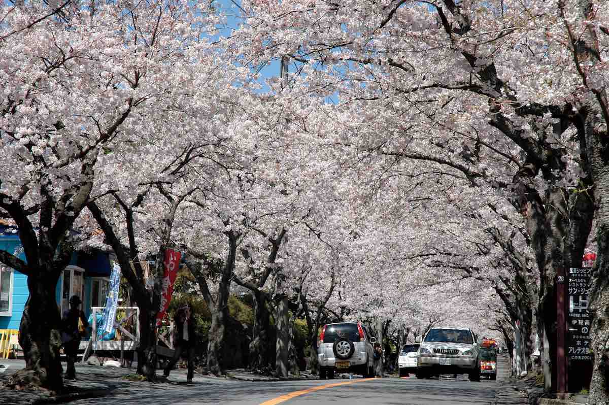 Izu Kogen Highland Cherry Blossom Trees