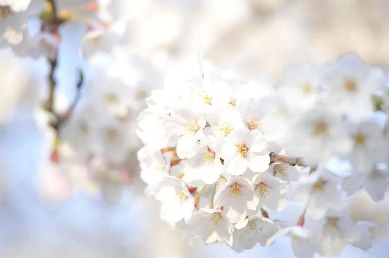 Hiroshima Peace Memorial Park cherry blossom