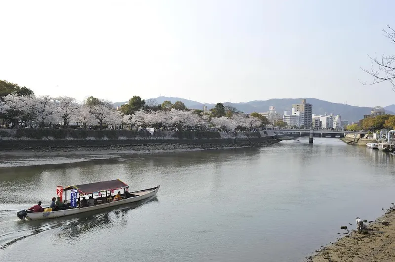 Hiroshima Peace Memorial Park cherry blossom