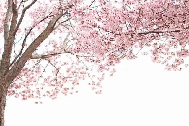 cherryblossom_japan