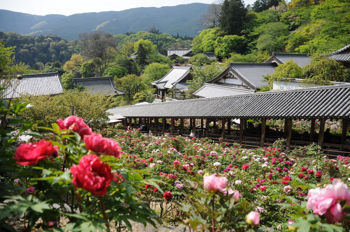 Hasedera Temple (Nara)