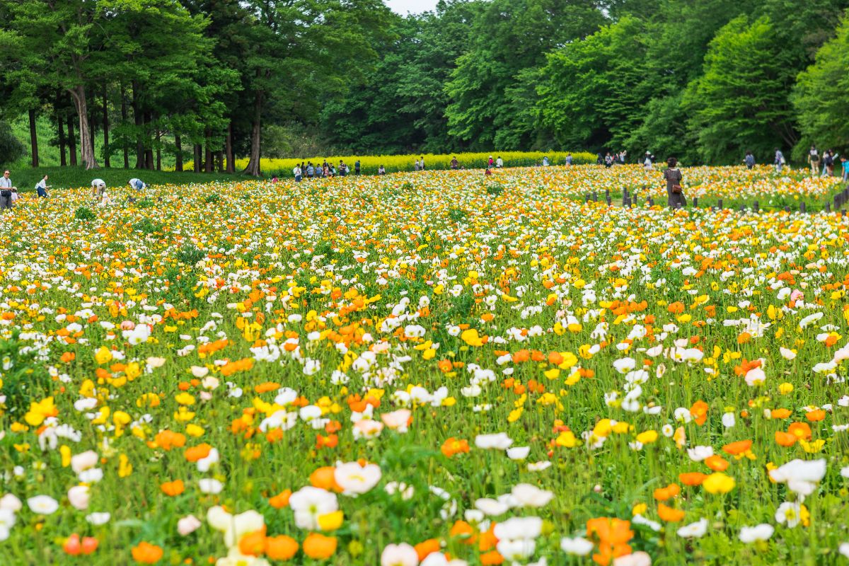 Musashi Kyuryo National Government Park