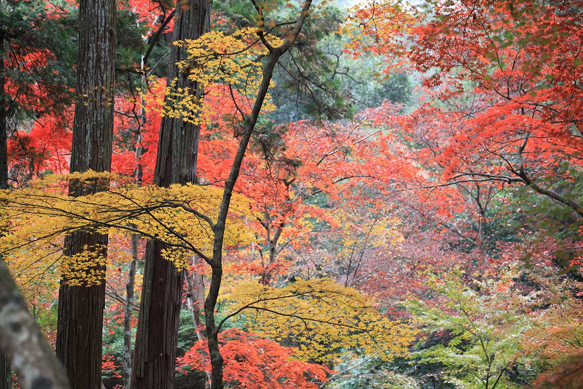 Kotohiragu Shrine (Konpirasan)