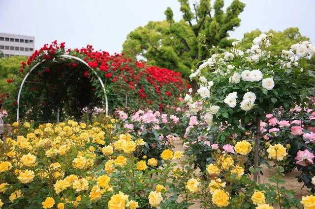 roses parade hiroshima