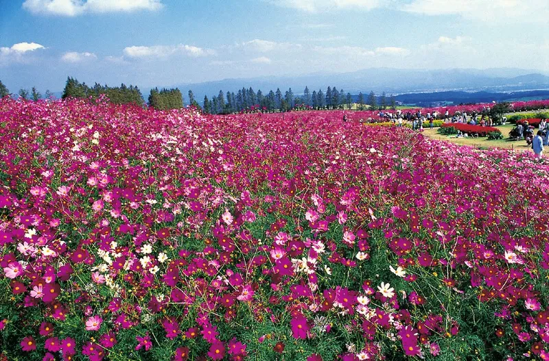 The Ikoma Plateau Cosmos Festival
