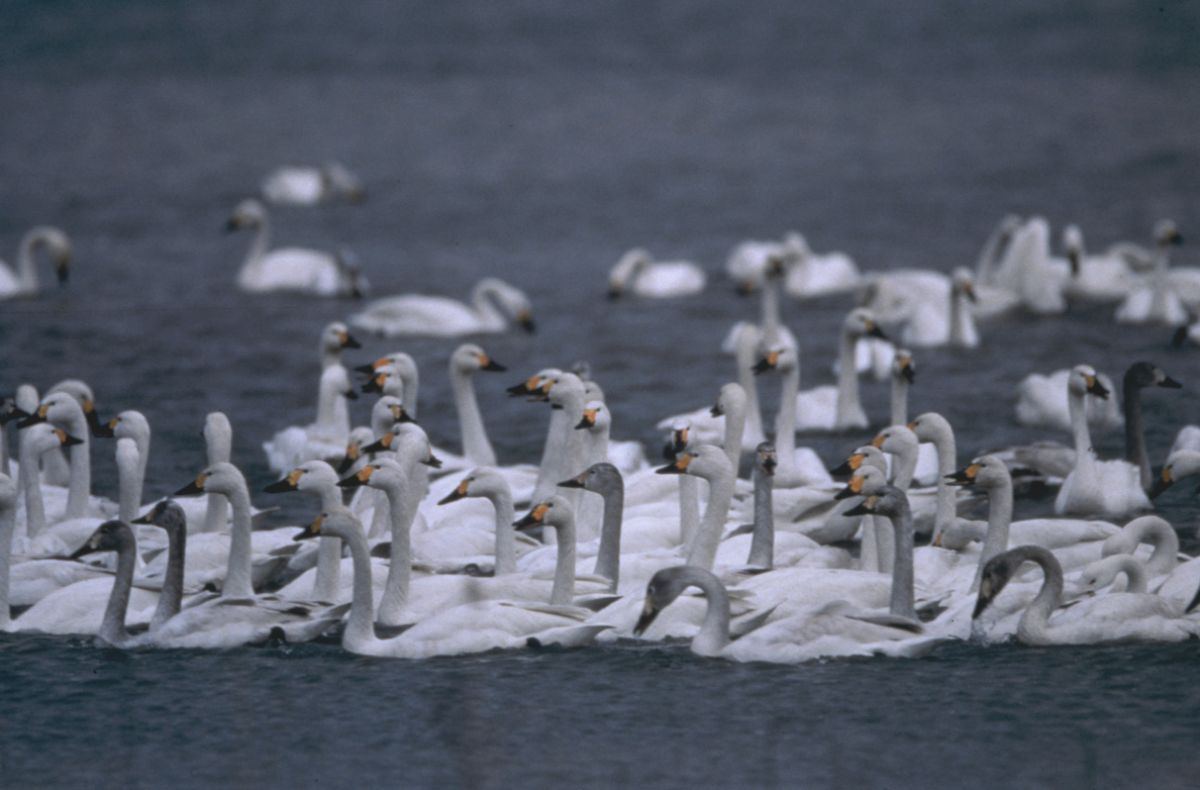 Yonago Waterbirds Sanctuary