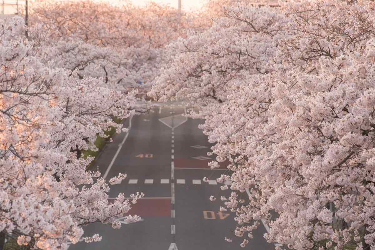 Heiwa-dori Street Cherry Blossoms