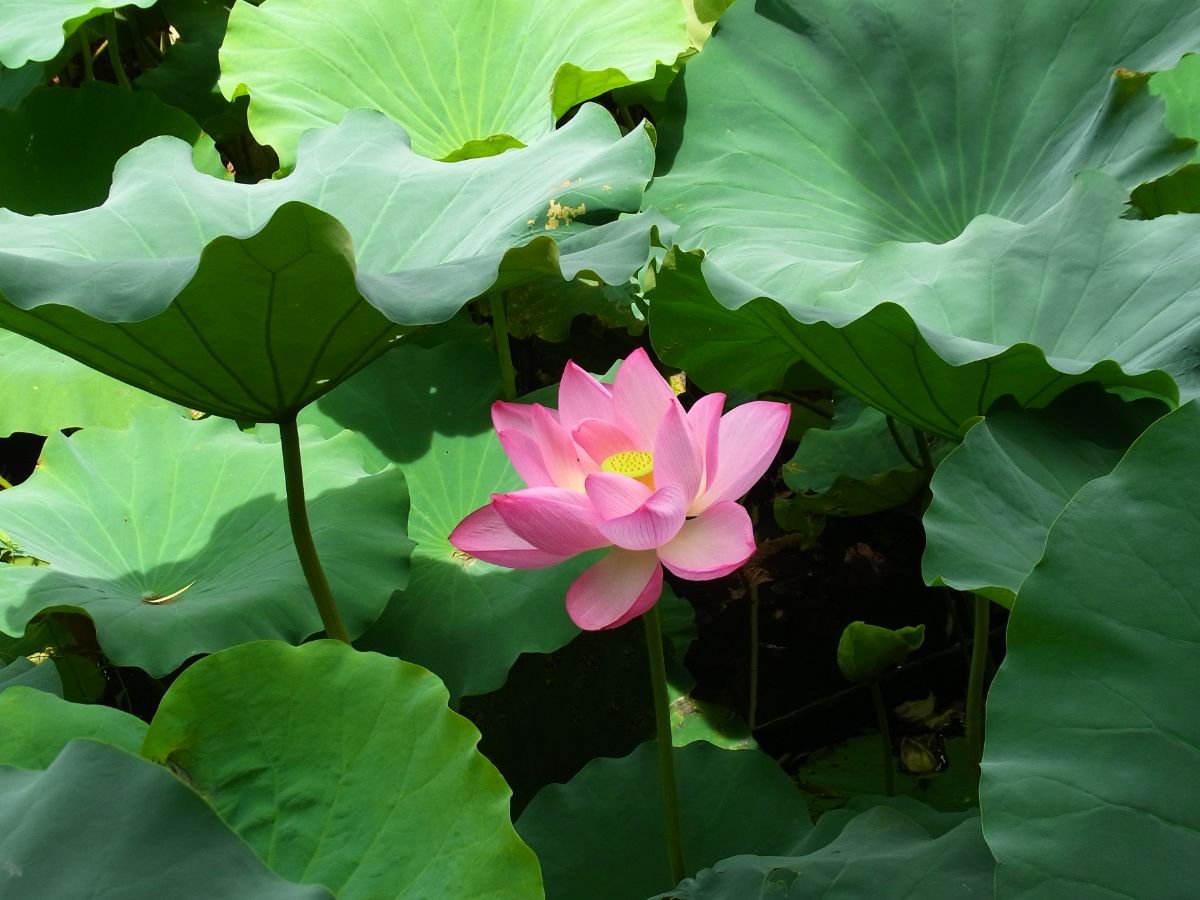 Shinobazunoike Pond-3