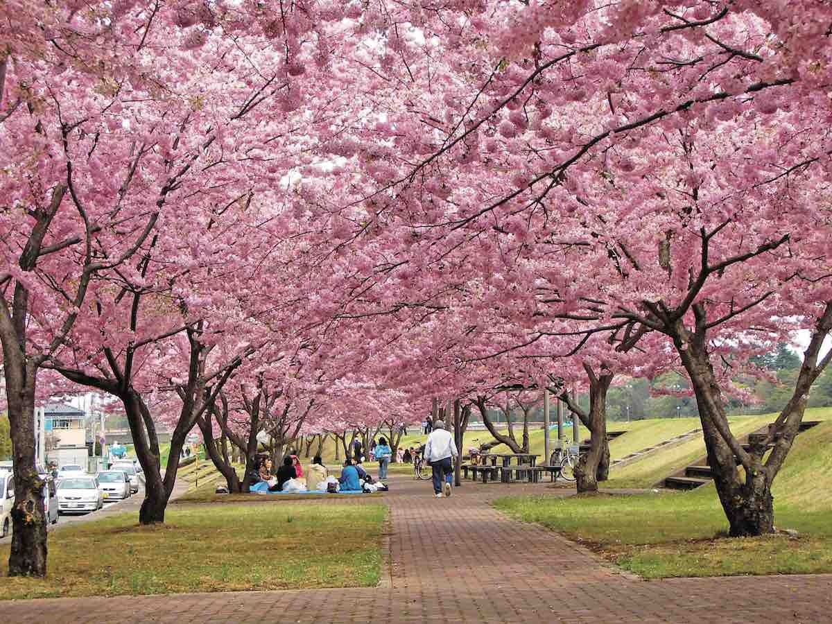 Omoigawa River Sakura Embankment