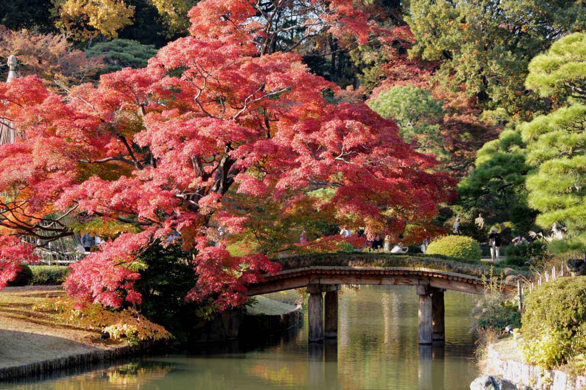 Rikugien Garden