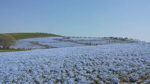 photogenic nemophila