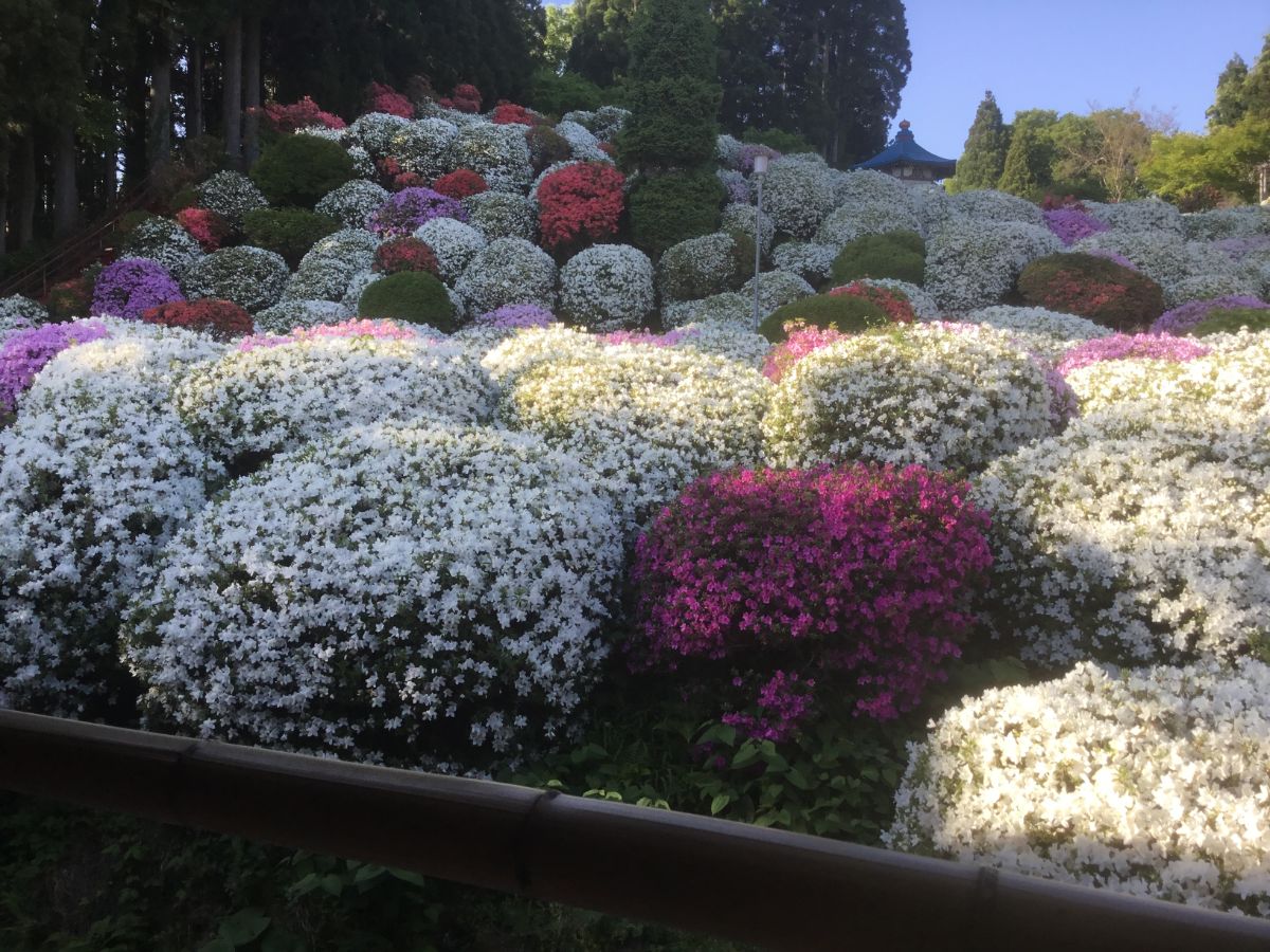 Tsutsujidera Temple Taihei Azalea Garden