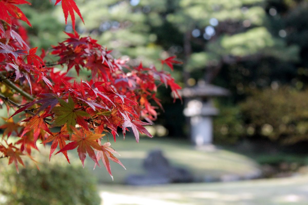 Hama Rikyu Teien Gardens-7