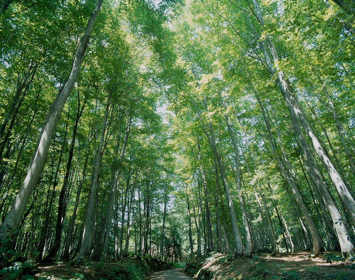 Bijinbayashi Forest