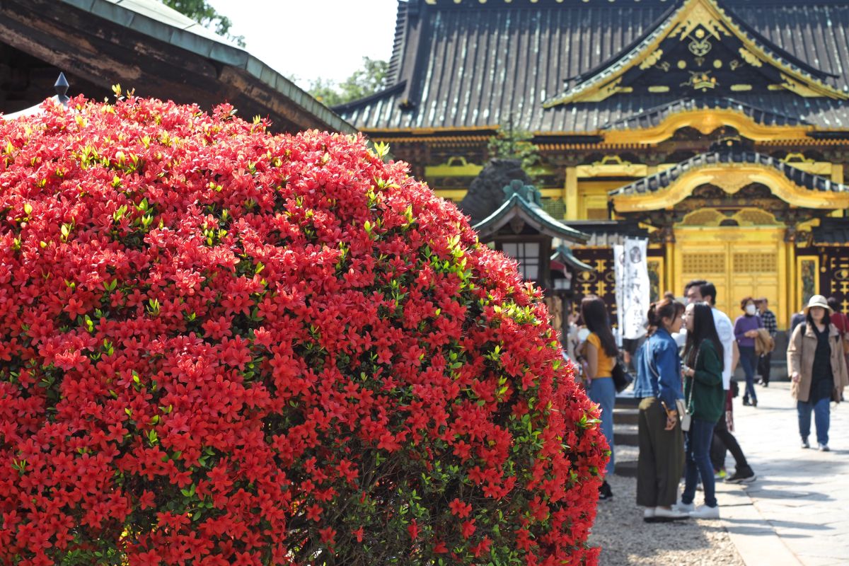 Ueno Toshogu Shrine-5