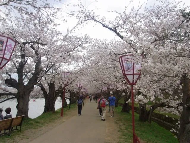 cherryblossom_japan