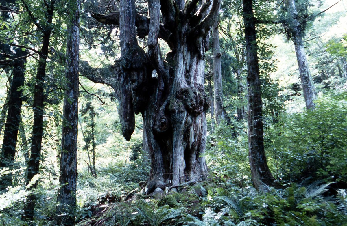 Chichisugi Japanese Cedar