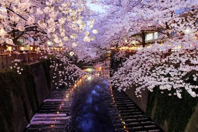 cherryblossom_japan