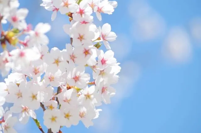 cherryblossom_japan