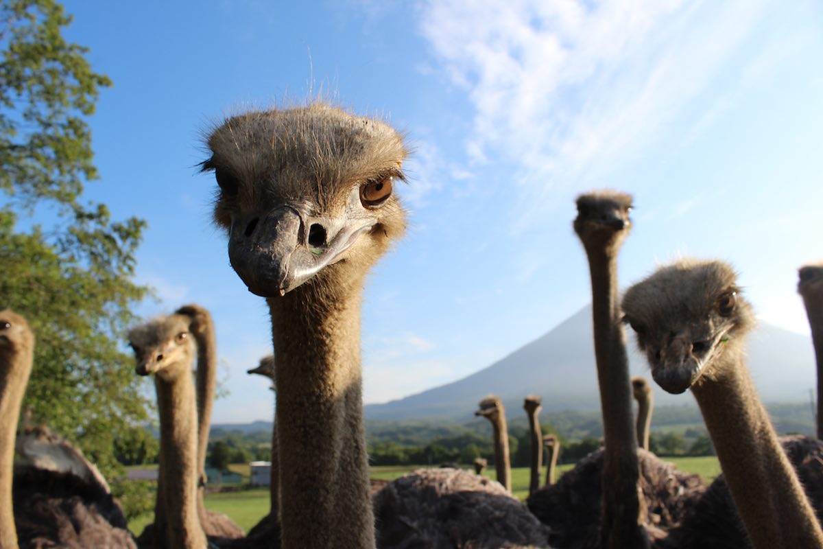 Niseko Ostrich Farm