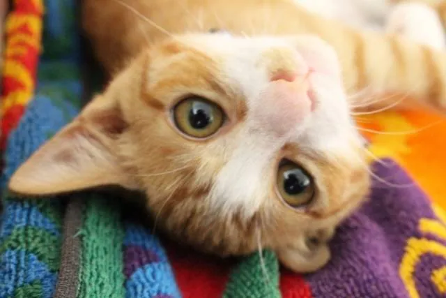 cat2