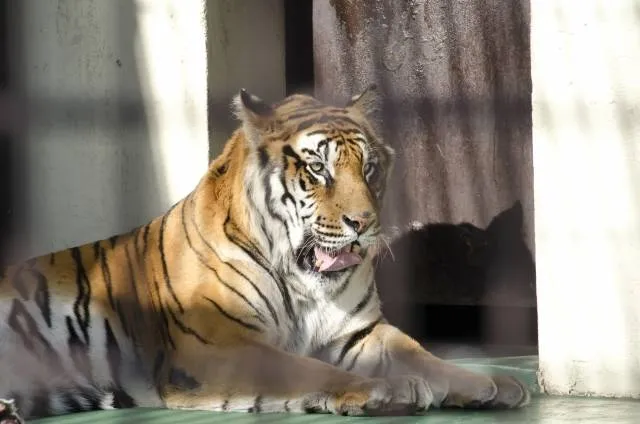 tiger