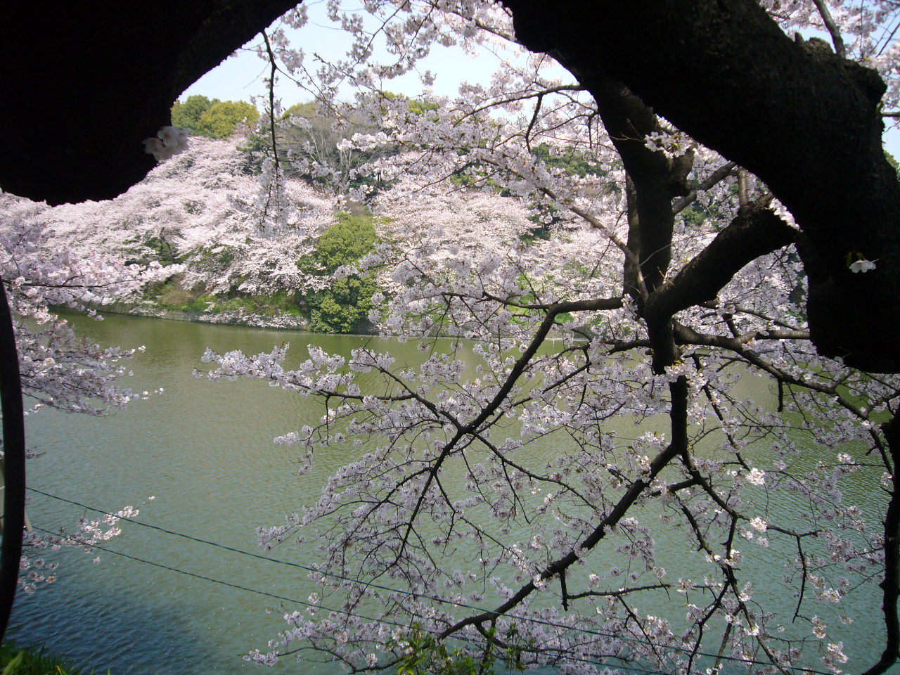 Chidorigafuchi Moat-2