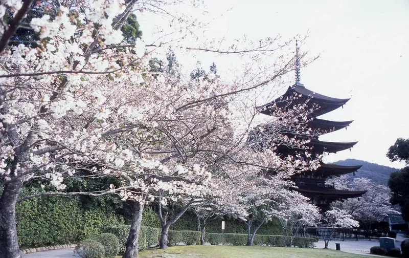 瑠璃光寺 春
