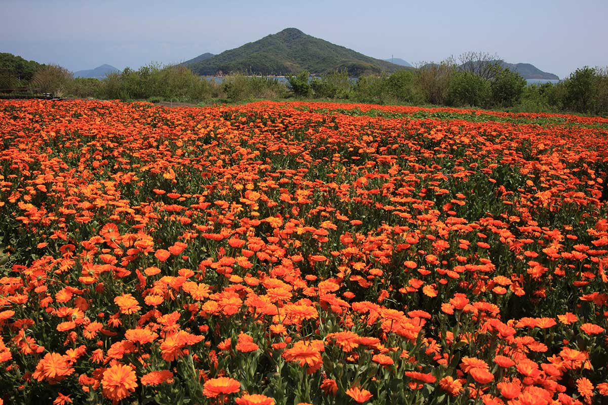 Flower Park Urashima