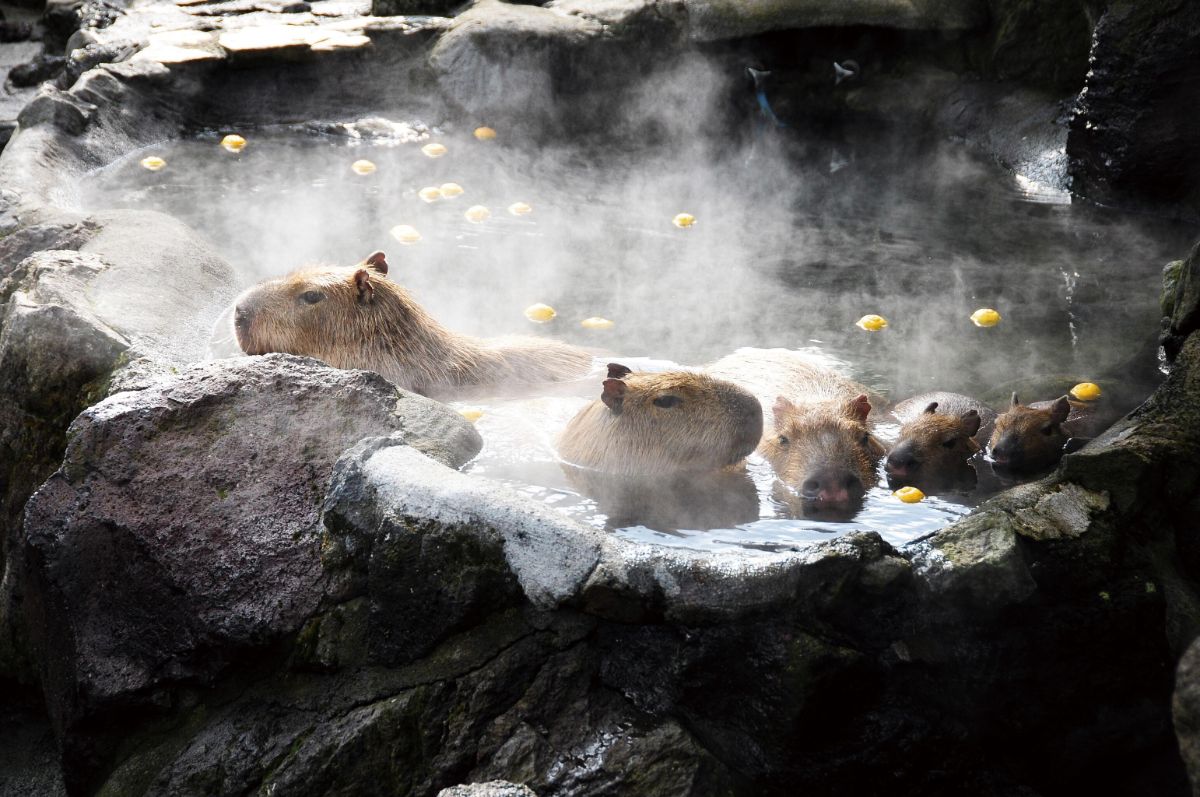 Izu Shaboten Zoo