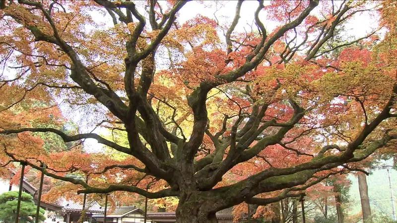 maple tree at Raizan Sennyoji