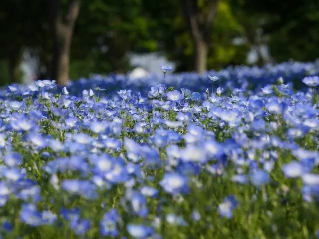 photogenic nemophila