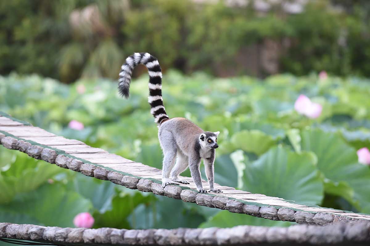 Ueno Zoological Gardens-2