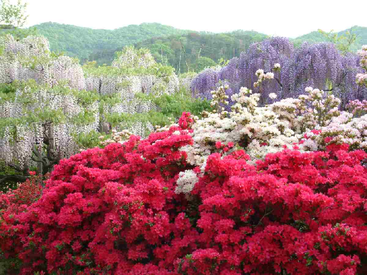 Ashikaga Flower Park