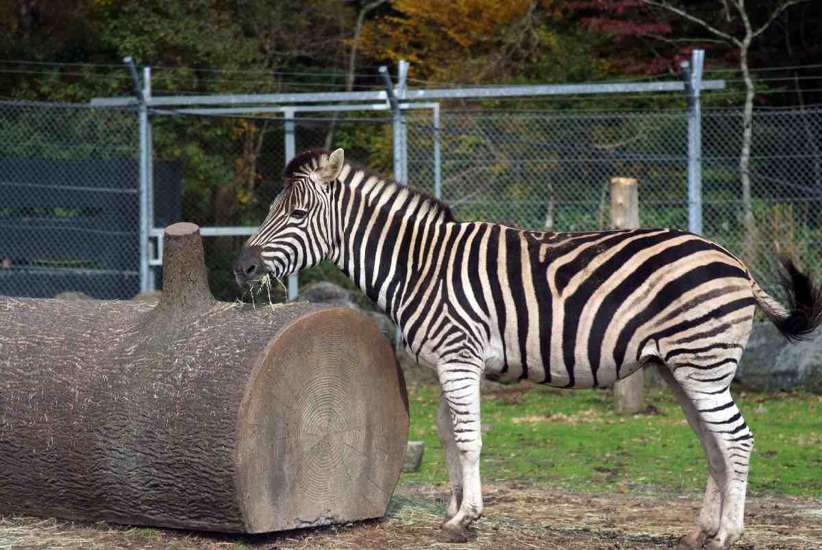 Fuji Safari Park