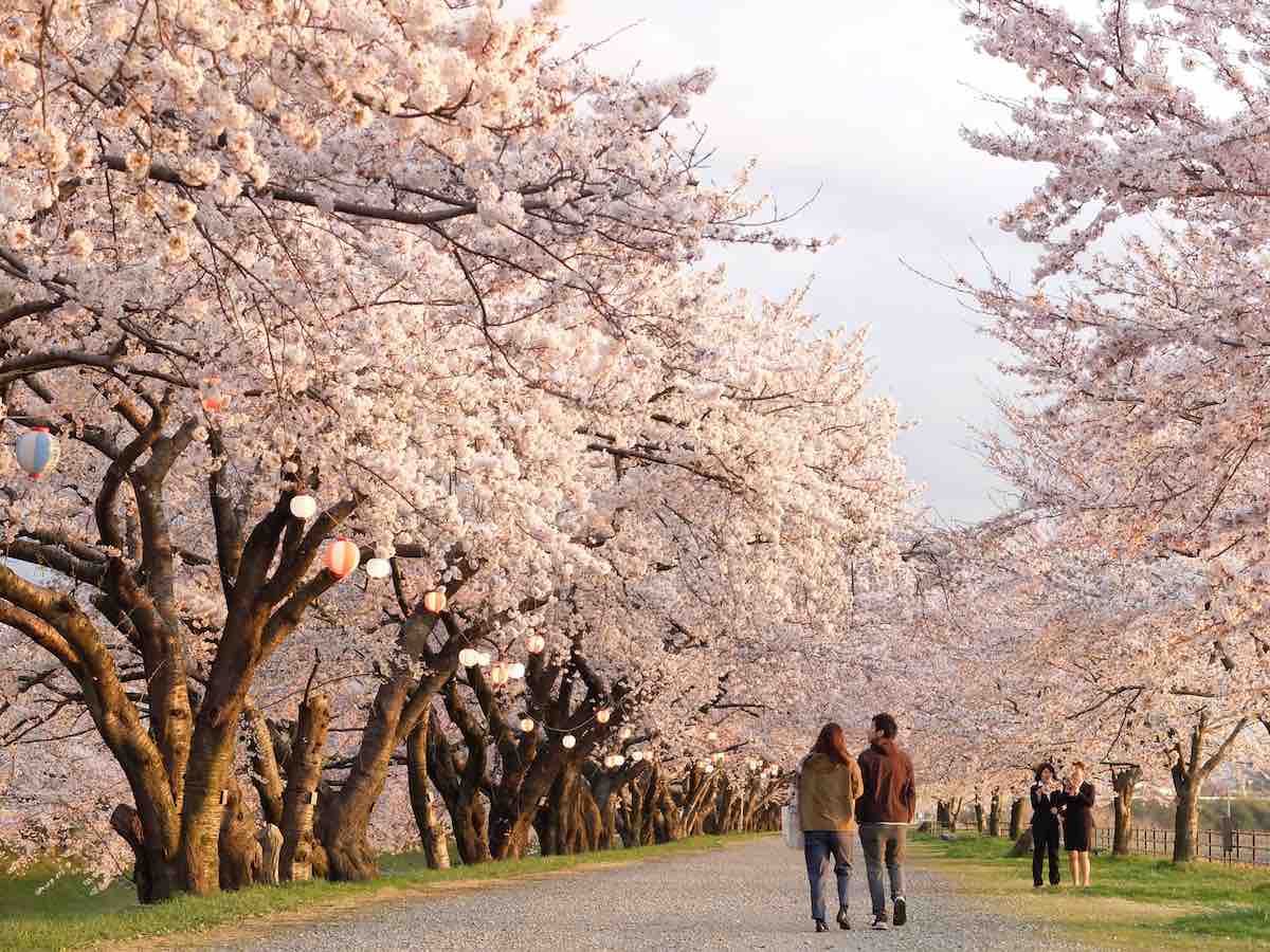 Funa Riverbank Cherry Blossoms