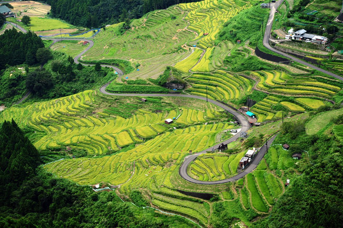 Maruyama Terraced Paddy Field