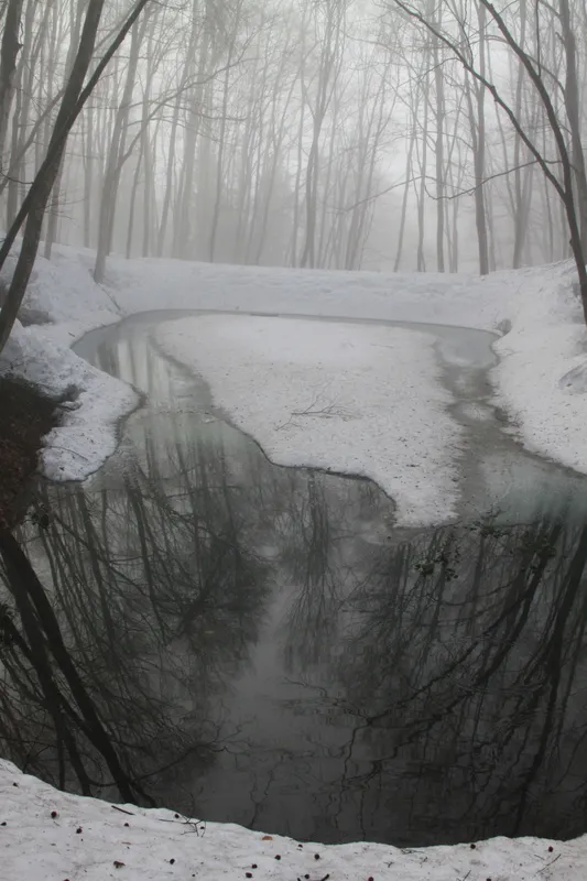 bijin bayashi forest