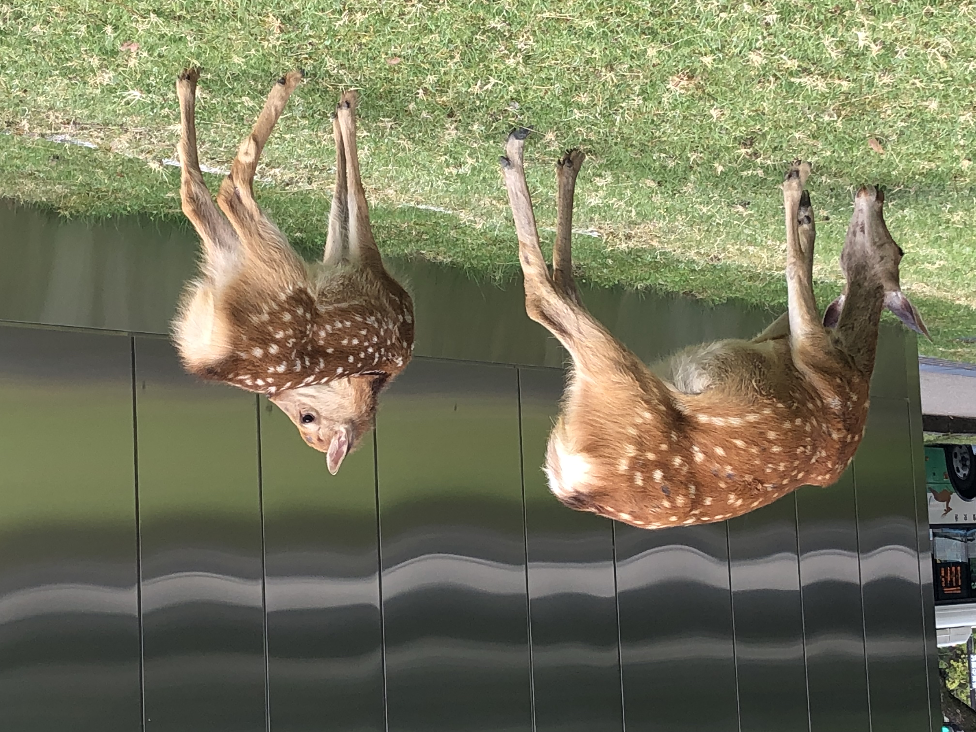 My Deer Park ~Nara Park 4-hour Walking Tour~