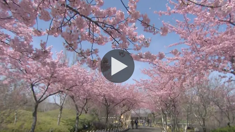 nabana_no_sato