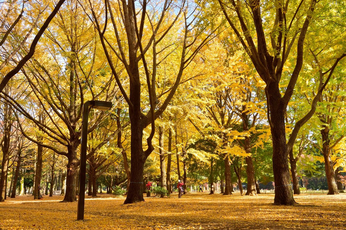 Yoyogi Koen Park-1