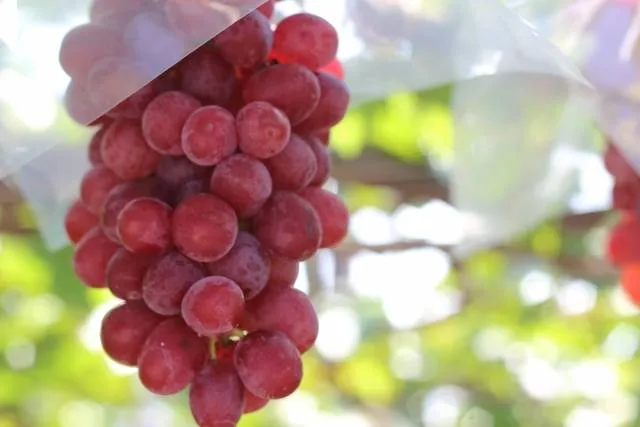 grape