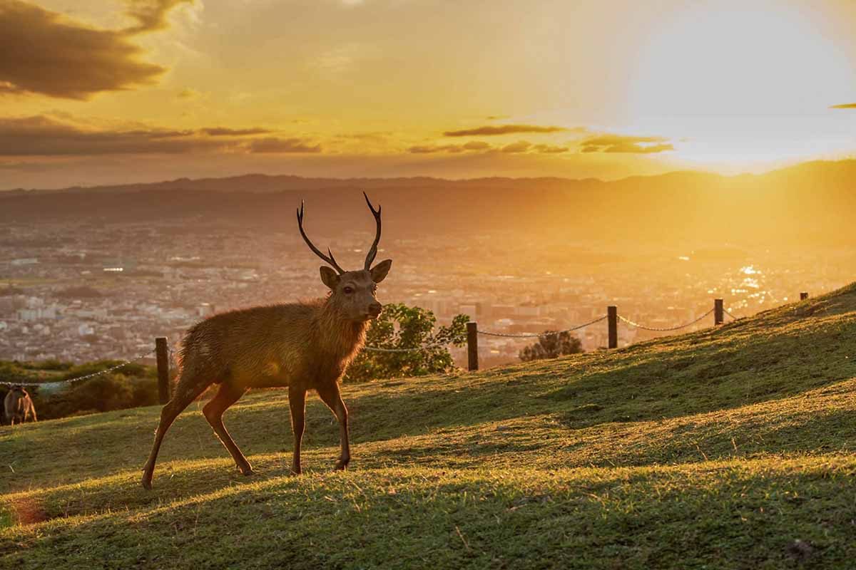 Nara