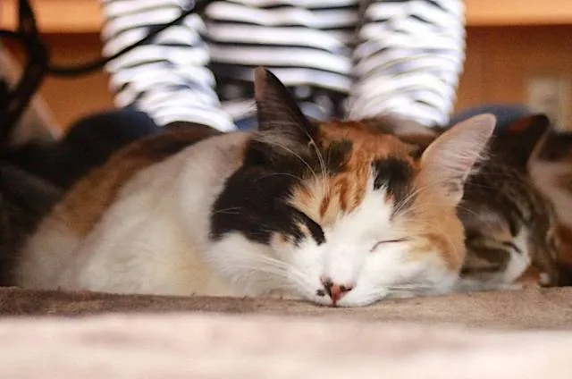 sleeping-cat