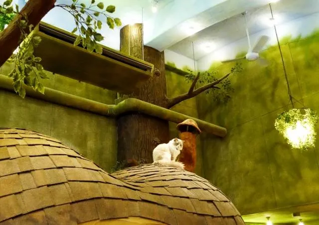cat-cafe2