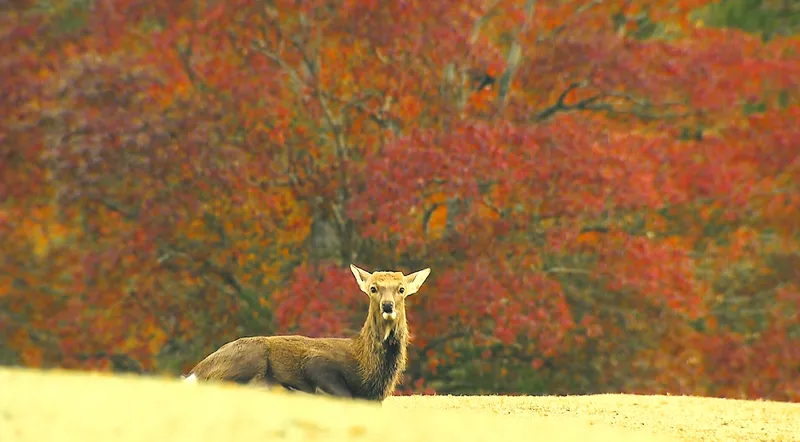 nara_koen_park