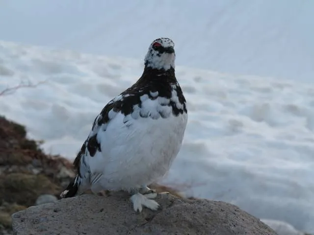 bird