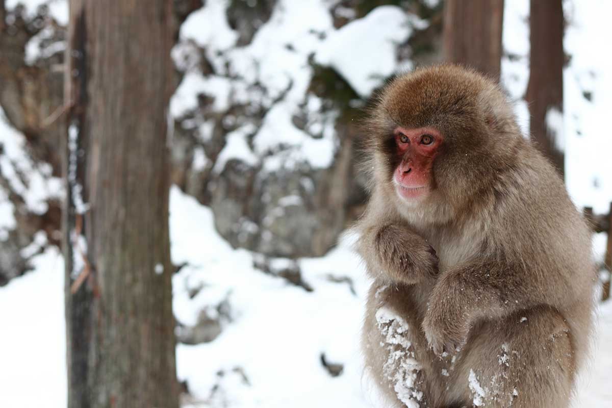 Jigokudani Monkey Park