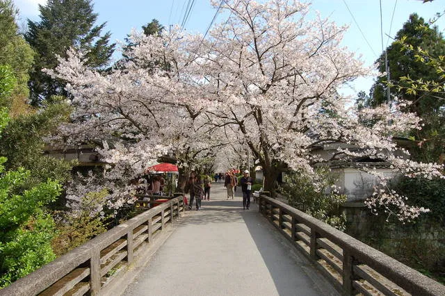 cherryblossom_japan