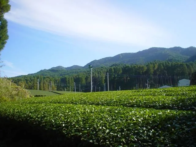 greentea_fukuoka